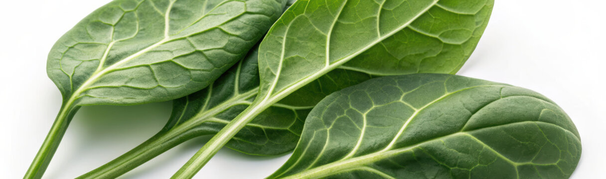 Fresh spinach leaves with visible veins and green stems