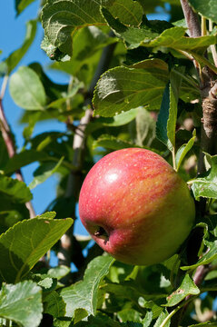 Apfel