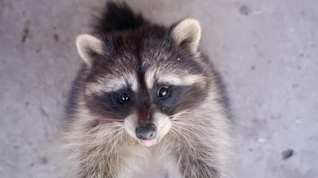 Cute fluffy raccoon kit eating and looking up at the camera with its mouth open on a gray background