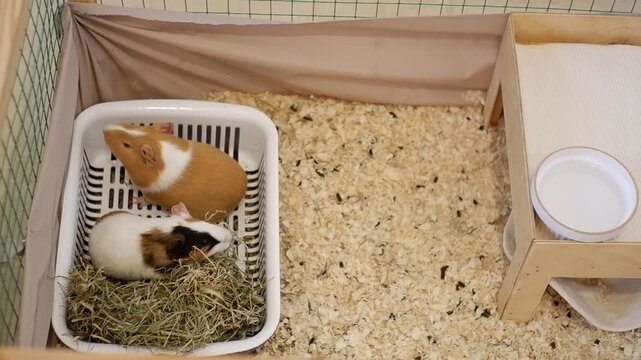 Two cute guinea pigs eating hay and relaxing in their wooden shavings enclosure at home