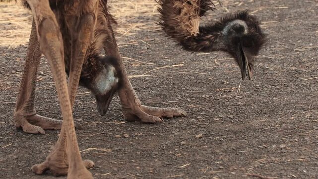 Close-up of an emu's feet on the ground. The bird has long legs and large, clawed toes. The background is a natural setting with dry earth and sparse vegetation