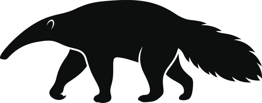Giant anteater walking isolated on white background looking down