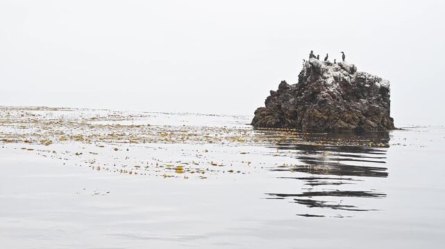 Cormorants perched on small rock island.