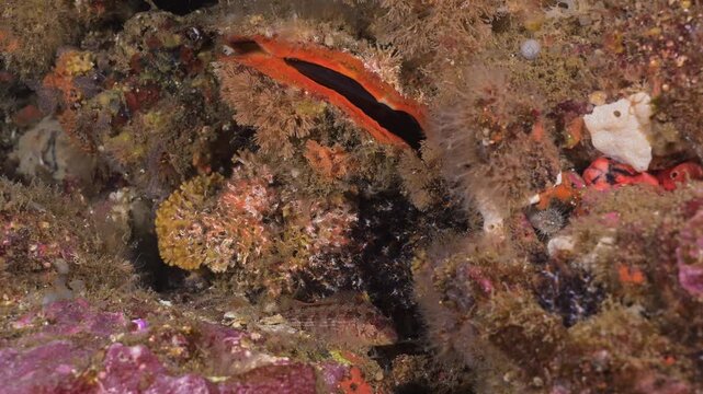 Island kelpfish and scallop on reef wall.