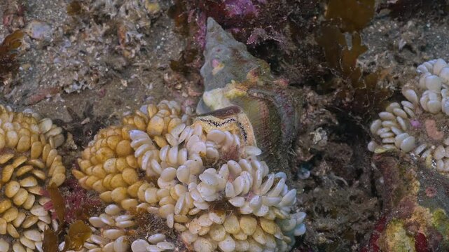 Kellet's whelk laying egg masses.