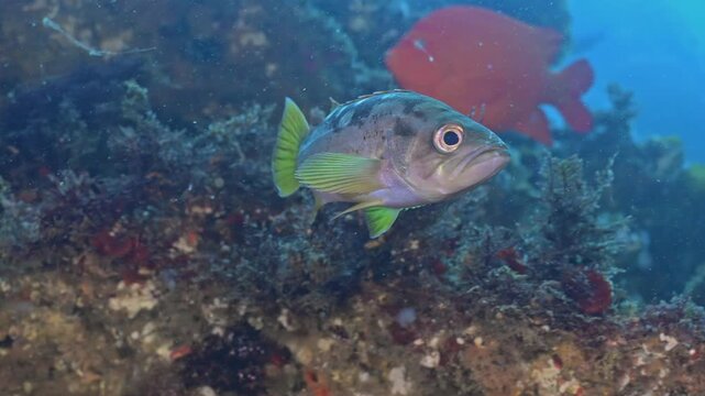 Yellowtail rockfish swims along rocky reef closeup.