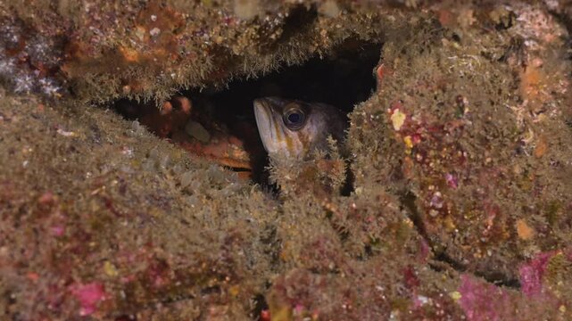 Young rockfish and scallop hiding out in hole.
