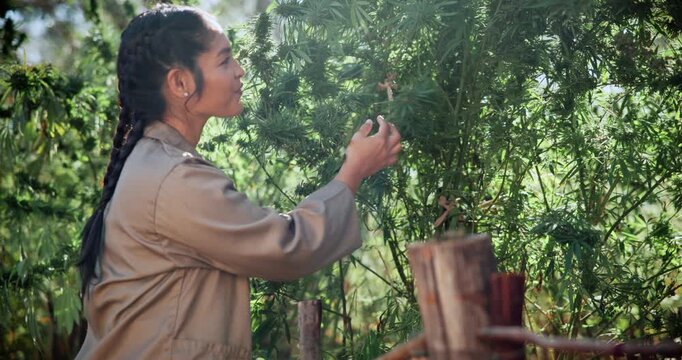 Cannabis, inspection or woman with bush on farm, hemp production or leaf evaluation for plant care. Agriculture, marijuana growth or person with assessment for disease check, pest control or outdoor