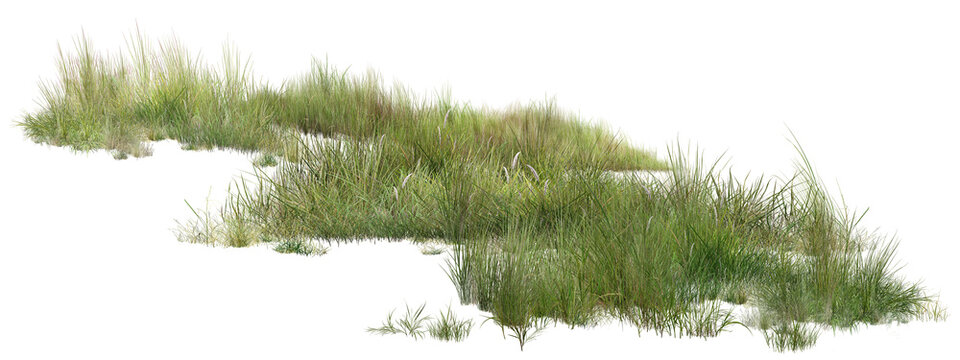 grass on a white background/Ultra-sharp high-detail wild grass patch isolated on a transparent background. Natural green vegetation texture perfect for landscape design, environmental projects, and di