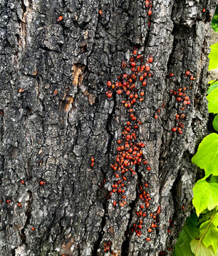 The image shows red wingless bugs, also known as soldier bugs. These insects often congregate in large groups on tree trunks, especially linden trees.