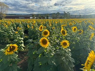 Obraz premium field of sunflowers