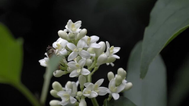 Hoverfly on Privet Flower - 4K Wildlife Slow Motion Shot