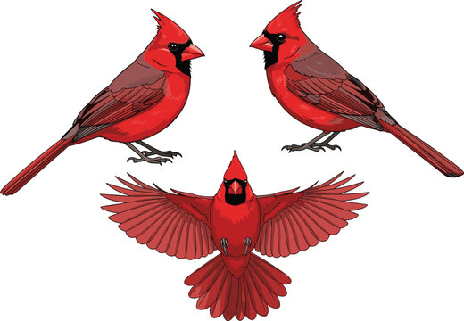 Red Northern Cardinal Vector Illustration Set Featuring the Bird in Standing and Flying Poses for Nature, Wildlife, and Winter Holiday Graphic Designs