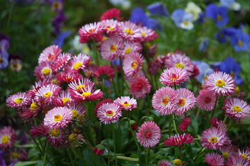 Close-up of pink Perennial Daisies (Bellis perennis) © Svitlana Kolycheva