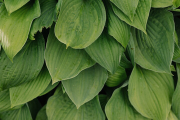Obraz premium green leaves, close‑up. background, texture