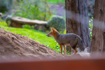 Obraz premium South American Gray Fox in a natural environment. The animal stands on sandy soil by a tree trunk