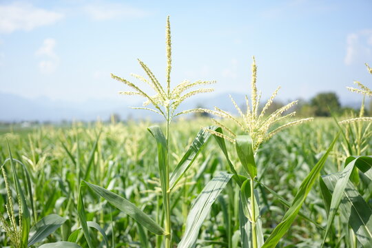 Corn or miaze field garden agriculture in countryside Scenic view of corn field against cloudy sky  Corn flowers Corn cobs in corn plantation field.
