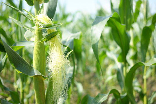 Corn or miaze field garden agriculture in countryside Scenic view of corn field against cloudy sky  Corn flowers Corn cobs in corn plantation field.