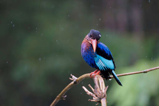 Javan Kingfisher in the rain. An endemic Javan Kingfisher perched on a branch during a tropical rain shower, head tilted with water droplets falling on a blurred forest background.