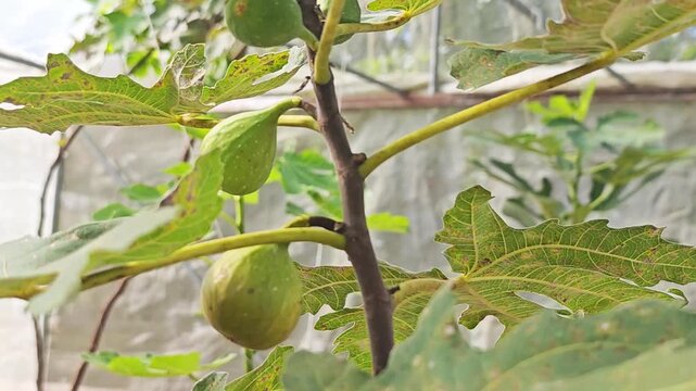 Fresh common figs and green leaves on a tree branch in a greenhouse.