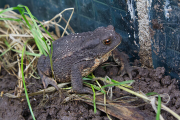 Obraz premium Common European Toad on Muddy Ground Closeup