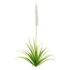 Fototapeta premium 3d illustration of Himalayan foxtail lily plant isolated on transparent background
