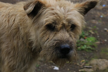 Naklejka premium Close up portrait of a scruffy stray dog with long brown fur looking sad outdoors at the park.