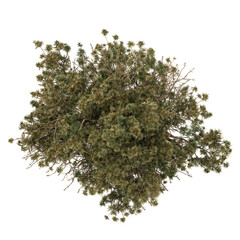 3d illustration of Sciadopitys plant isolated on transparent background from the top view