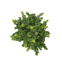 3D rendering of Acer tree on transparent background from the top view © Fouzia