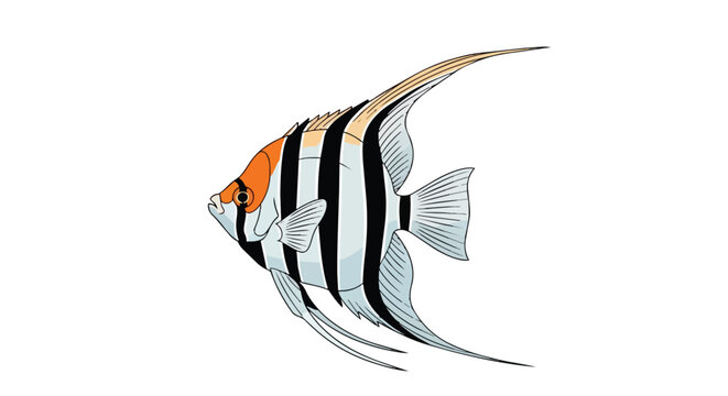 Tropical Angelfish Illustration with Black Stripes and Orange Head Isolated on White