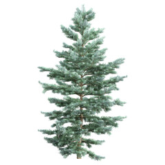 Obraz premium 3d illustration of Abies plant isolated on transparent background