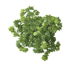 Fototapeta premium 3d illustration of Acer platanoides plant isolated on transparent background from top view