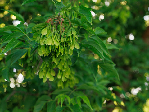 Clusters of green ash tree seeds Fraxinus excelsior hanging from branches in spring sunlight. Concept of seed dispersal, natural regeneration and seasonal plant development.