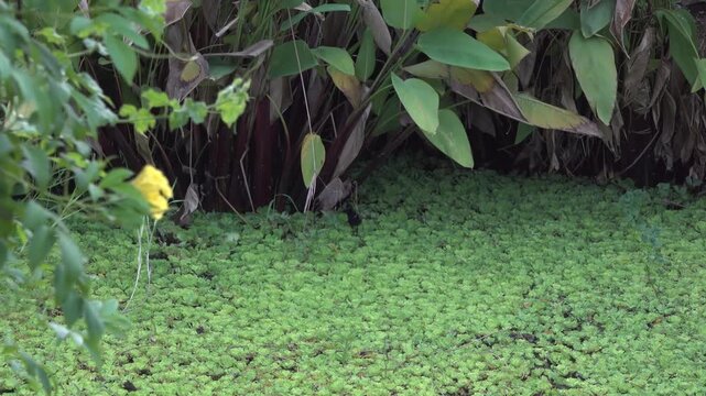 Baby Eurasian Coot Chick Walking on Floating Plants in Jungle Pond