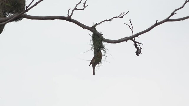 Adult Baya Weaver Building Intricate Hanging Nest in Jungle Tree