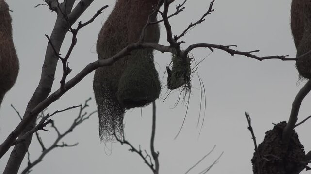 Adult Baya Weaver Building Intricate Hanging Nest in Jungle Tree