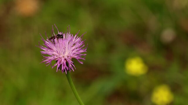 Macro wildlife footage showing a native Lasioglossum bee foraging on the purple blooms of Klasea pallida in the Himalayan foothills of Himachal Pradesh, India.
