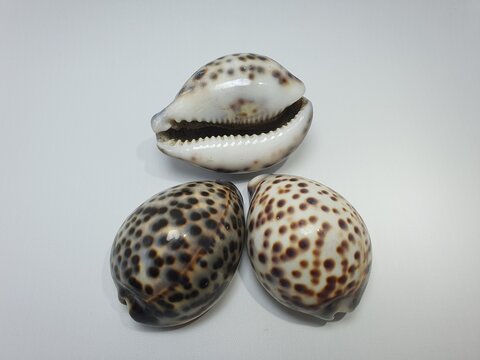 Three Tiger Cowrie shells (Cypraea tigris) with distinctive brown spotted patterns isolated on a white background. One shell displays the ventral side with characteristic aperture teeth.