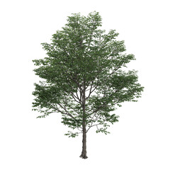3d illustration of Cottonwood plant isolated on transparent background