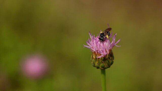 Authentic close up slow motion recording of a Lasioglossum bee pollinating Klasea pallida flowers in a natural Himalayan habitat of Himachal Pradesh, India.