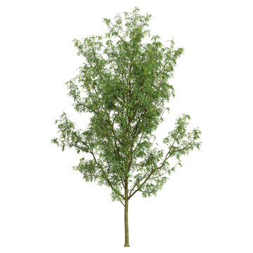 3d illustration of Fraxinus plant isolated on transparent background