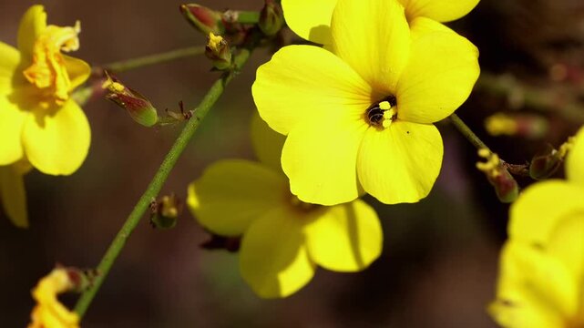 Close up video of a Lasioglossum sp sweat bee actively pollinating a bright yellow Reinwardtia indica flower during a spring morning in Himachal Pradesh, India.