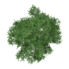 Fototapeta premium 3d illustration of Larix plant isolated on transparent background from the top view