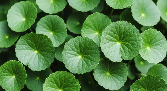 Fresh green gotu kola leaves background, centella asiatica, asiatic pennywort