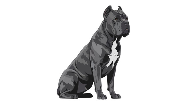 Majestic Gray Cane Corso Italian Mastiff Dog Sitting Attentively Isolated on White Background Illustration