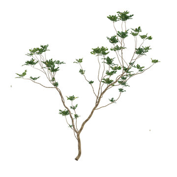 3d illustration of Psidium guajava plant isolated on transparent background
