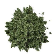 Obraz premium 3d illustration of Sciadopitys plant isolated on transparent background from the top view