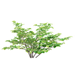 Obraz premium 3d illustration of Witch alder tree isolated on transparent background