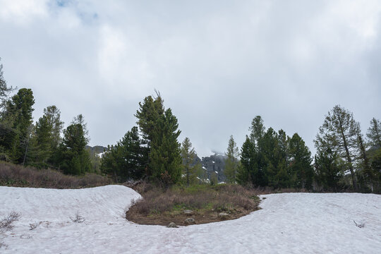 Conifer forest among snowfields on hill slope against snowy rocky range in low cloudy sky in rainy weather. Alpine scenery with beautiful coniferous trees hill among snows. Spring thaw in mountains.