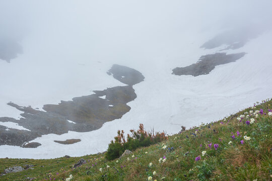 Scenic alpine view to dwarf conifer tree on grassy meadow against snowfield in mist. Small white and violet flowers in green grassland in fog in spring thaw. Flowering mountain cirque in rainy weather